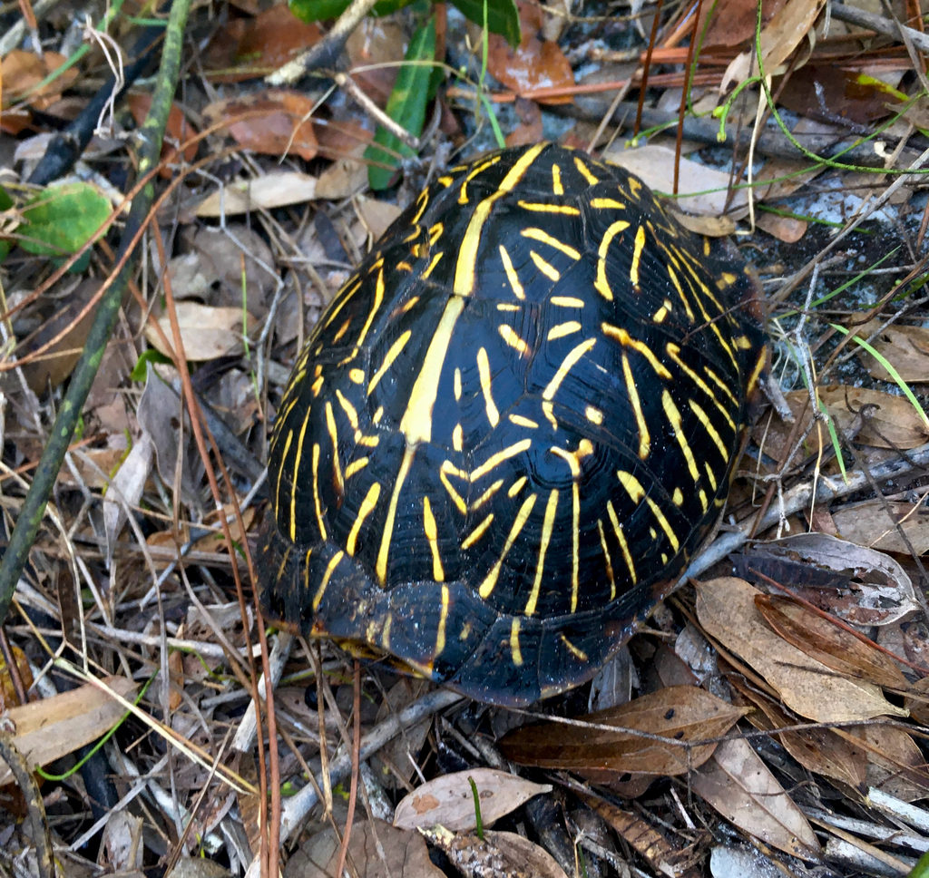 Florida Box Turtle Shell Florida Box Turtle in October 2019 by ejbanner · iNaturalist