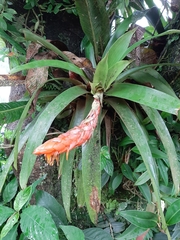 Guzmania berteroniana