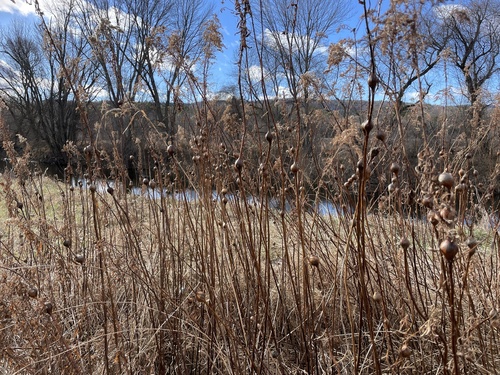 Unknown species found near Cadwell Trail, Florence, VT, US