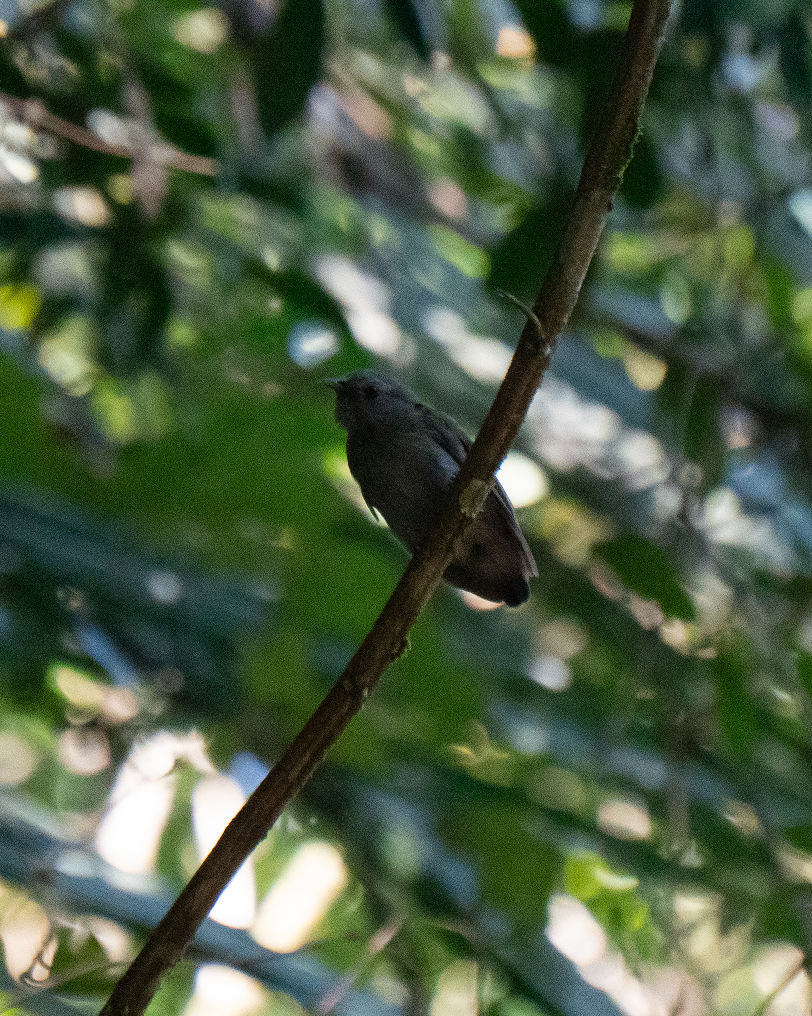 White-crowned Manakin (Pseudopipra pipra)