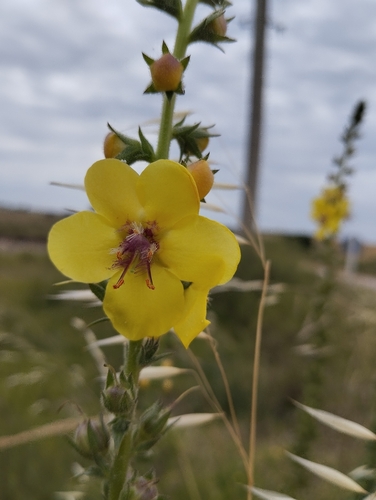 Wand Mullein