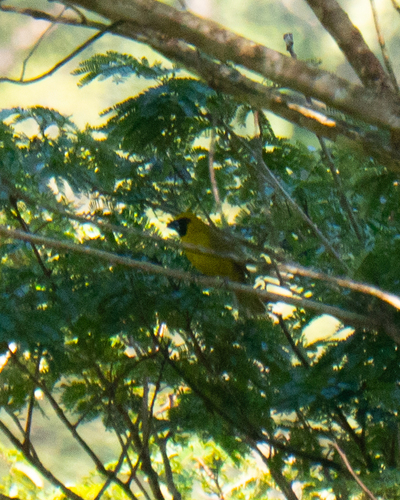 Yellow-green Grosbeak (Caryothraustes canadensis), photo 7