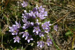 Gentianella ramosa