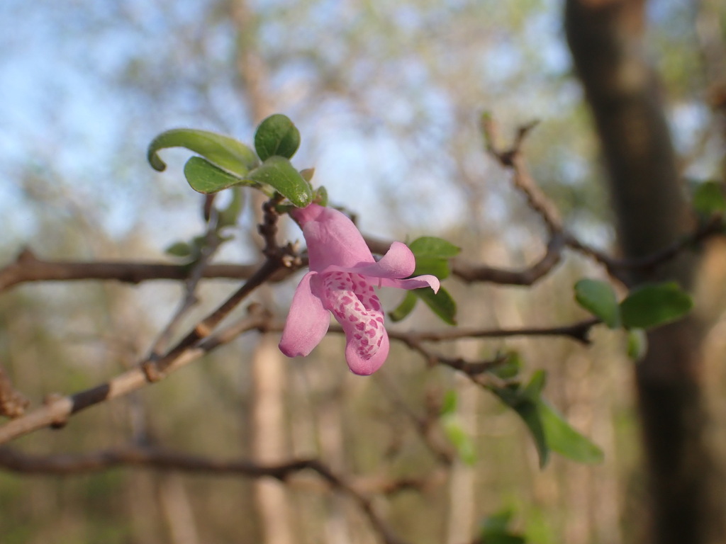 Isoglossa onilahensis