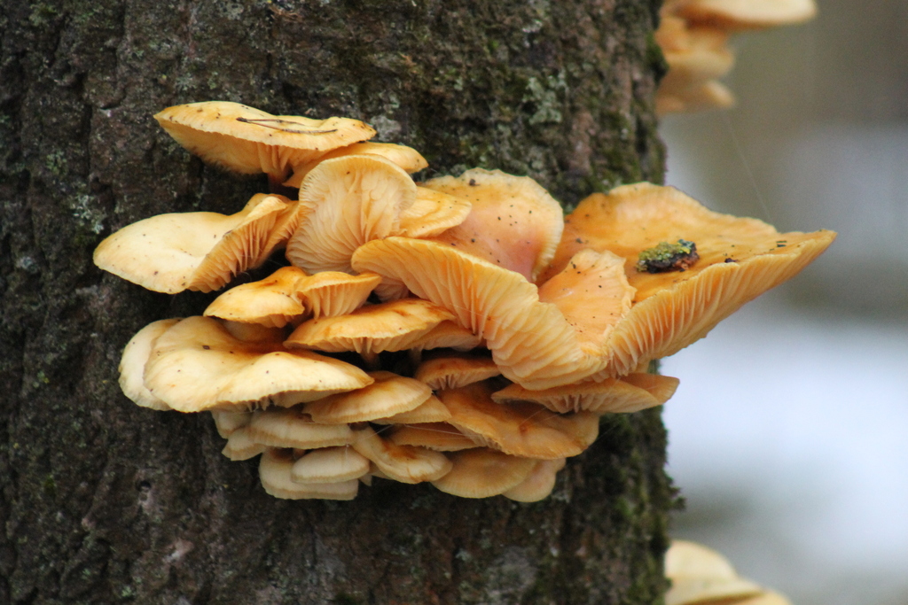 Flammulina rossica · November 2025 · photo: © o11ish (iNaturalist, cc0)