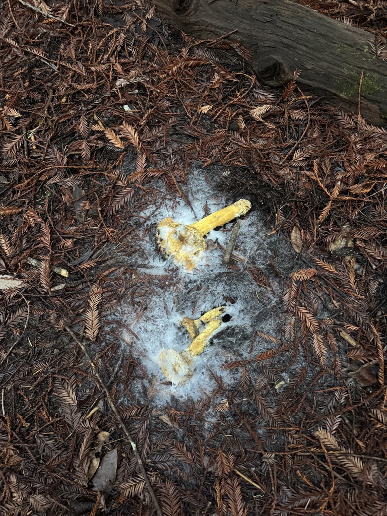Amanita calyptroderma · November 2025 · photo: © travis566 (iNaturalist, cc-by)