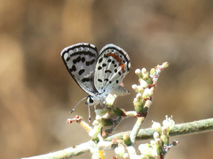 Euphilotes pallescens