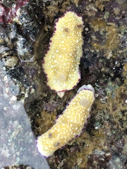 Goniobranchus albopustulosus