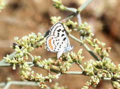 Euphilotes pallescens