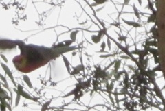 Platycercus icterotis