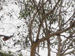 Platycercus icterotis