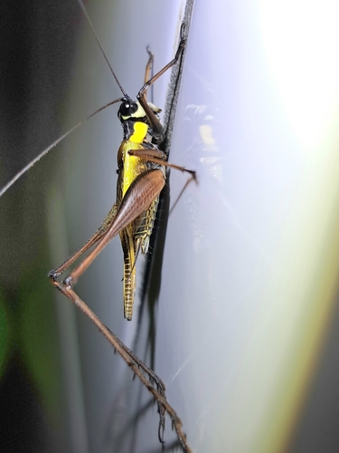 Nisitrus musicus observed 2025-07-30