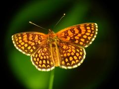 Melitaea athalia