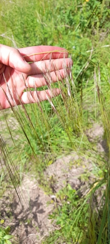 Chilean Needle Grass (Nassella neesiana)