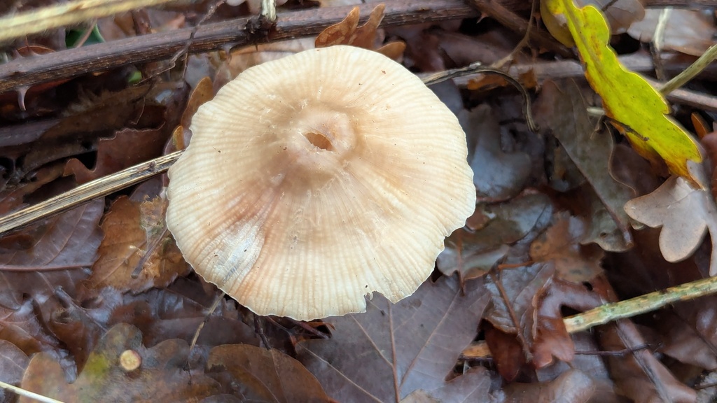 Mycena galericulata · November 2025 · photo: © rudolphous (iNaturalist, cc-by)
