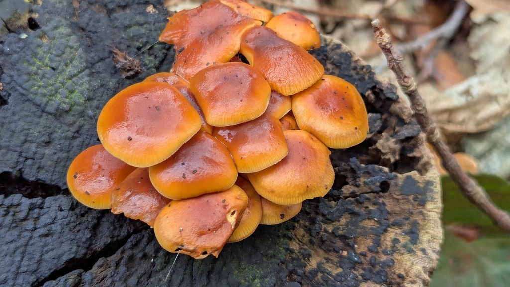 Flammulina velutipes · November 2025 · photo: © rudolphous (iNaturalist, cc-by)