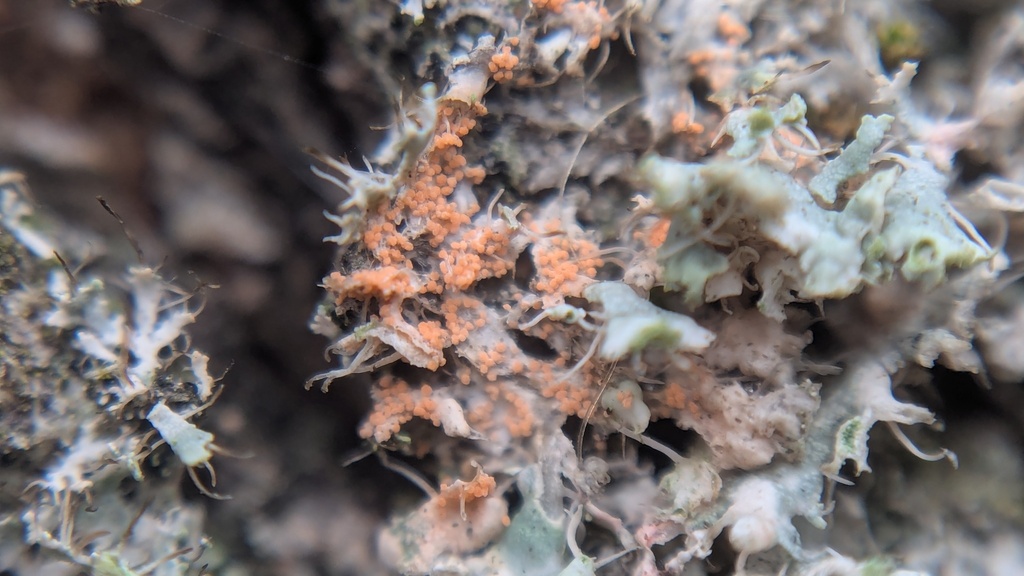 Erythricium aurantiacum · November 2025 · photo: © rudolphous (iNaturalist, cc-by)