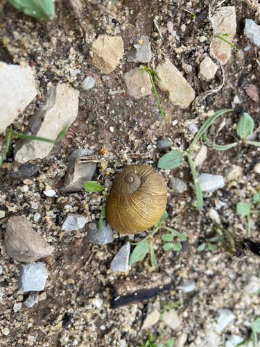 Green Garden Snail