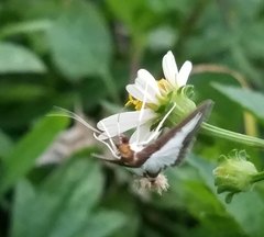 Diaphania hyalinata