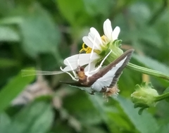 Diaphania hyalinata