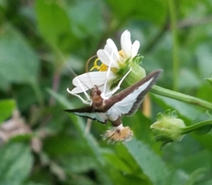 Diaphania hyalinata