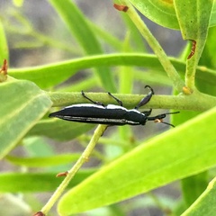 Rhinotia suturalis
