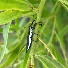 Rhinotia suturalis