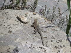 Uta stansburiana stansburiana