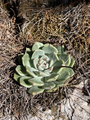 Echeveria chihuahuaensis