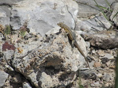 Uta stansburiana stansburiana