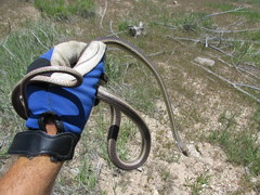 Masticophis taeniatus taeniatus