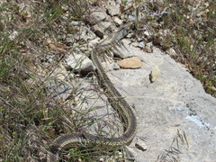 Masticophis taeniatus taeniatus