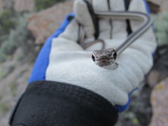 Masticophis taeniatus taeniatus
