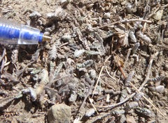 Leptinella conjuncta