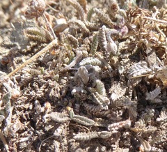 Leptinella conjuncta