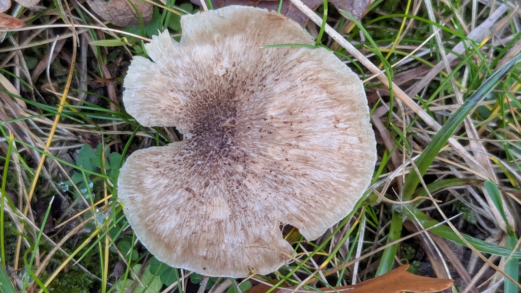 Tricholoma scalpturatum · November 2025 · photo: © rudolphous (iNaturalist, cc-by)