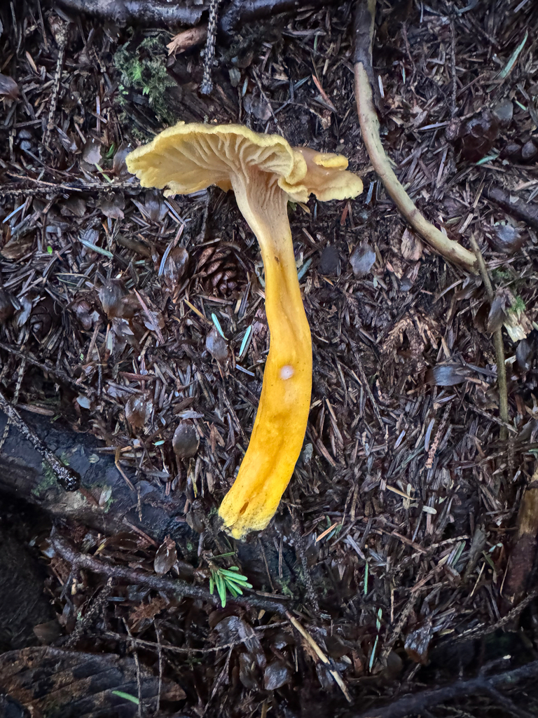 Craterellus tubaeformis · November 2025 · photo: © mswiseman (iNaturalist, cc-by)