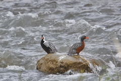 Merganetta armata armata