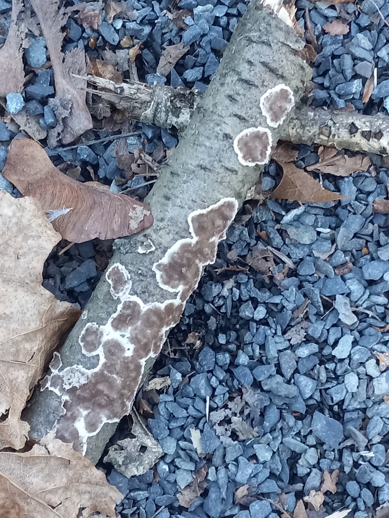 Peniophora albobadia · November 2025 · photo: © s3alampr3y (iNaturalist, cc-by)