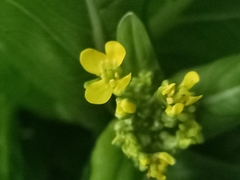 Brassica chinensis