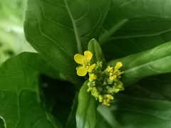 Brassica chinensis