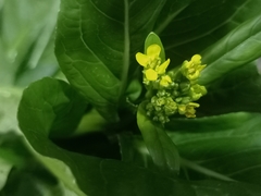 Brassica chinensis