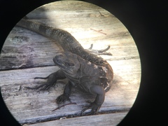 Ctenosaura oedirhina
