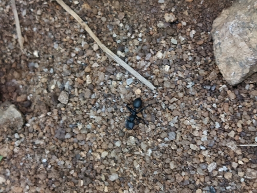 Common Giant Turtle Ant