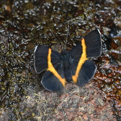 Parcella amarynthina