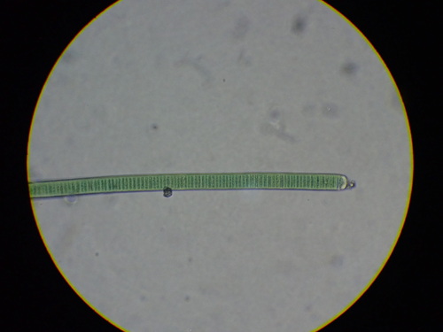Oscillatoria limosa observed 2025-11-20