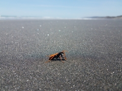 Cryptocheilus australis