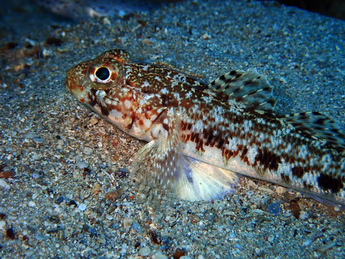 Slender Goby, photo 3 of 10