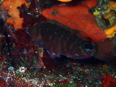 Symphodus mediterraneus
