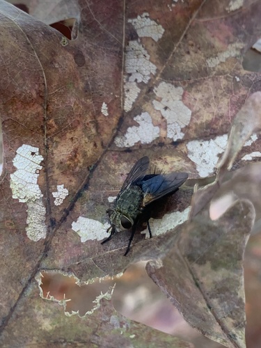 Unknown species found near Ozark-St. Francis National Forests, Fayetteville, AR, US